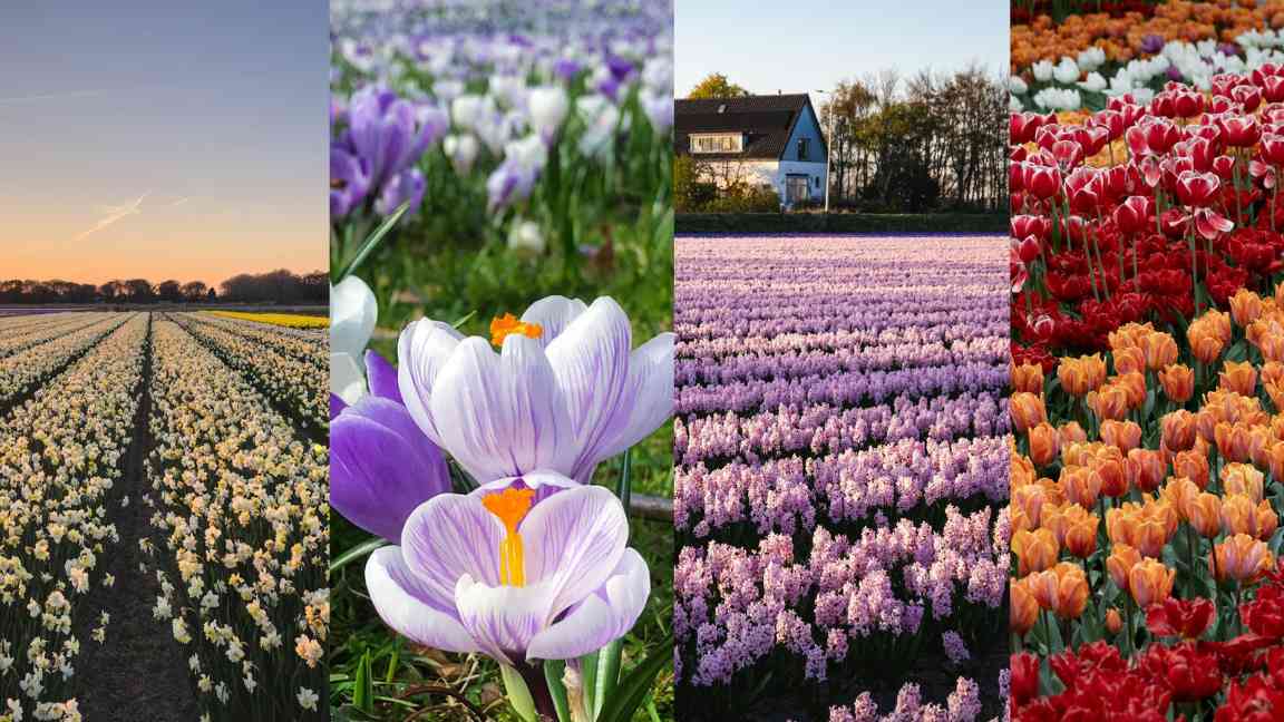 FLOWERS FOR THE WHOLE WORLD